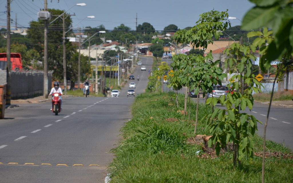 Ipês substituem jamelões em Avenidas de Aparecida de Goiânia