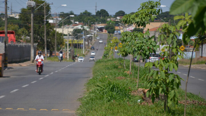 Ipês substituem jamelões em Avenidas de Aparecida de Goiânia