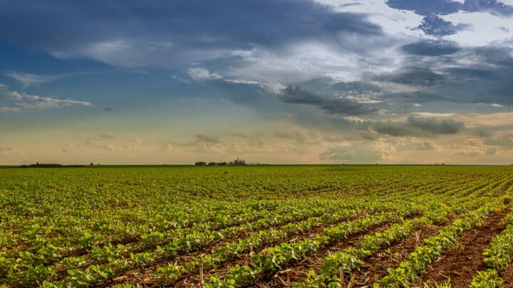 Agro goiano tem desempenho expressivo em 2021