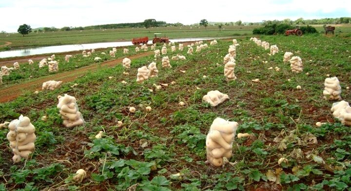 Rubiataba e Porangatu podem exportar melancia e abóbora