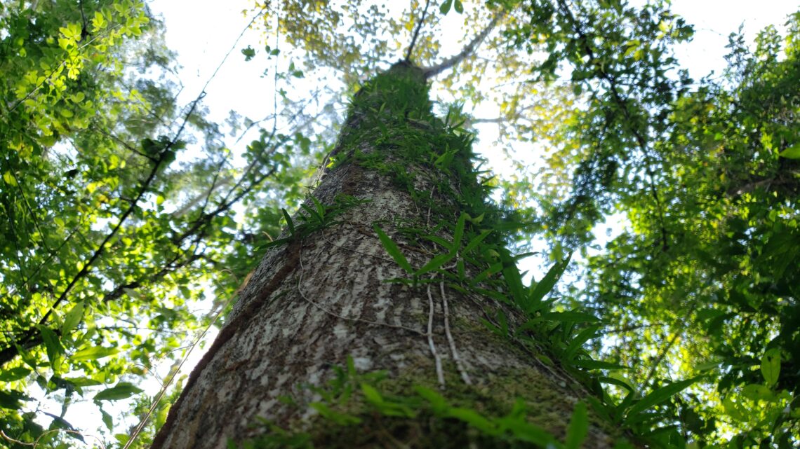 Três empresas mantêm foco na sustentabilidade das florestas brasileiras