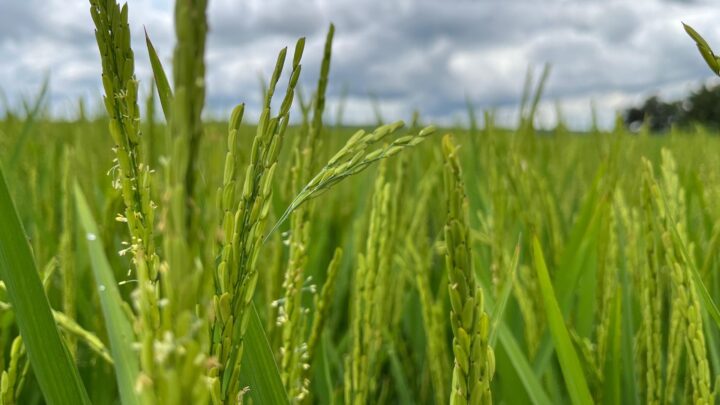 Tragédia no RS não deve afetar oferta de arroz e feijão em Goiás