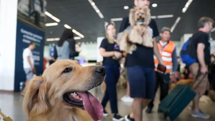 Governo Federal lança Plano de Transporte Aéreo de Animais