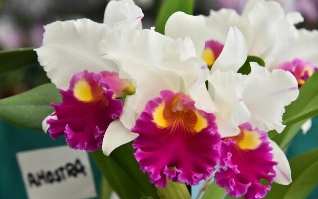 Nova edição da Exposição de Orquídeas e Rosas do Deserto movimenta Aparecida no fim de semana