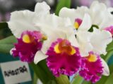 Nova edição da Exposição de Orquídeas e Rosas do Deserto movimenta Aparecida no fim de semana