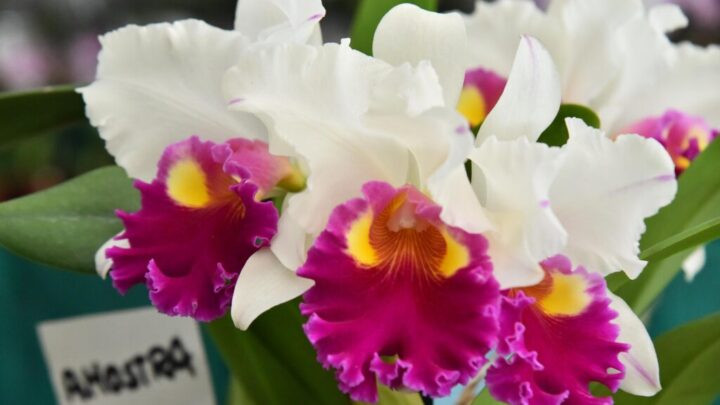 Nova edição da Exposição de Orquídeas e Rosas do Deserto movimenta Aparecida no fim de semana