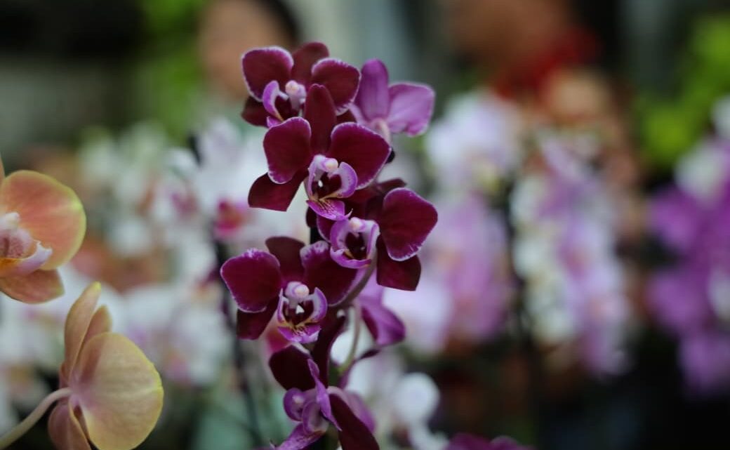 Dia das Mães: feira de orquídeas e rosas do deserto movimenta Aparecida nesta semana