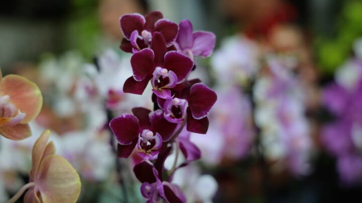 Dia das Mães: feira de orquídeas e rosas do deserto movimenta Aparecida nesta semana